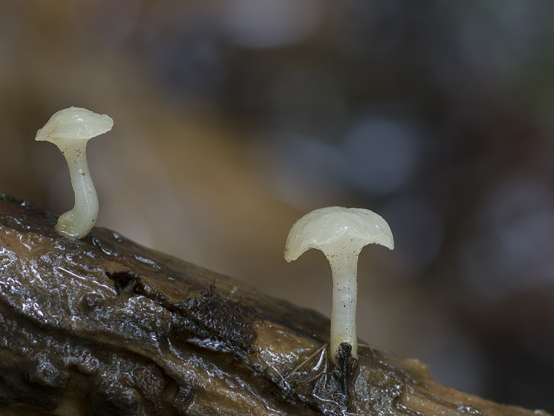 Cudoniella clavus